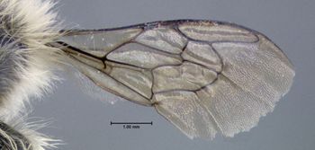 Media type: image;   Entomology 610871 Aspect: wing